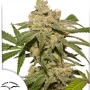 Cannabis seeds Auto Oh My Gusher® from Dutch Passion